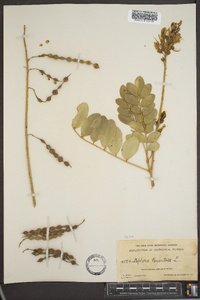 Sophora tomentosa image