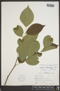 Cladrastis kentukea image