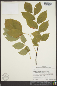 Cladrastis kentukea image