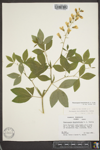 Thermopsis fraxinifolia image