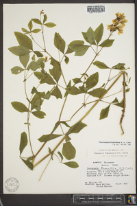 Thermopsis fraxinifolia image