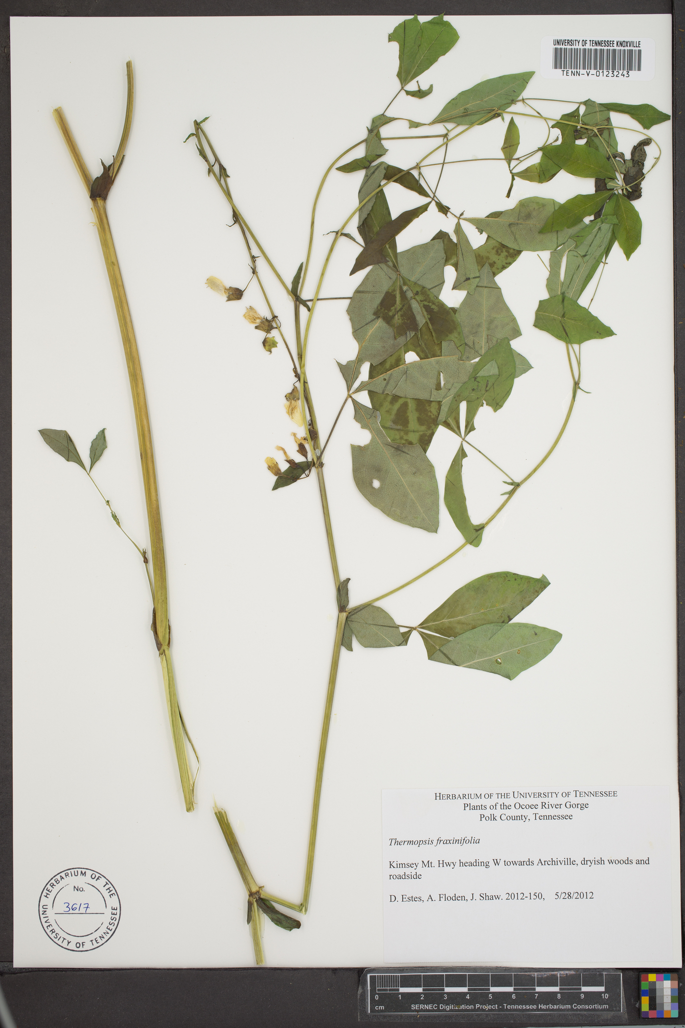 Thermopsis fraxinifolia image