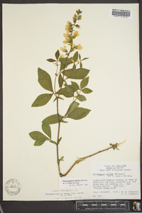 Thermopsis mollis image