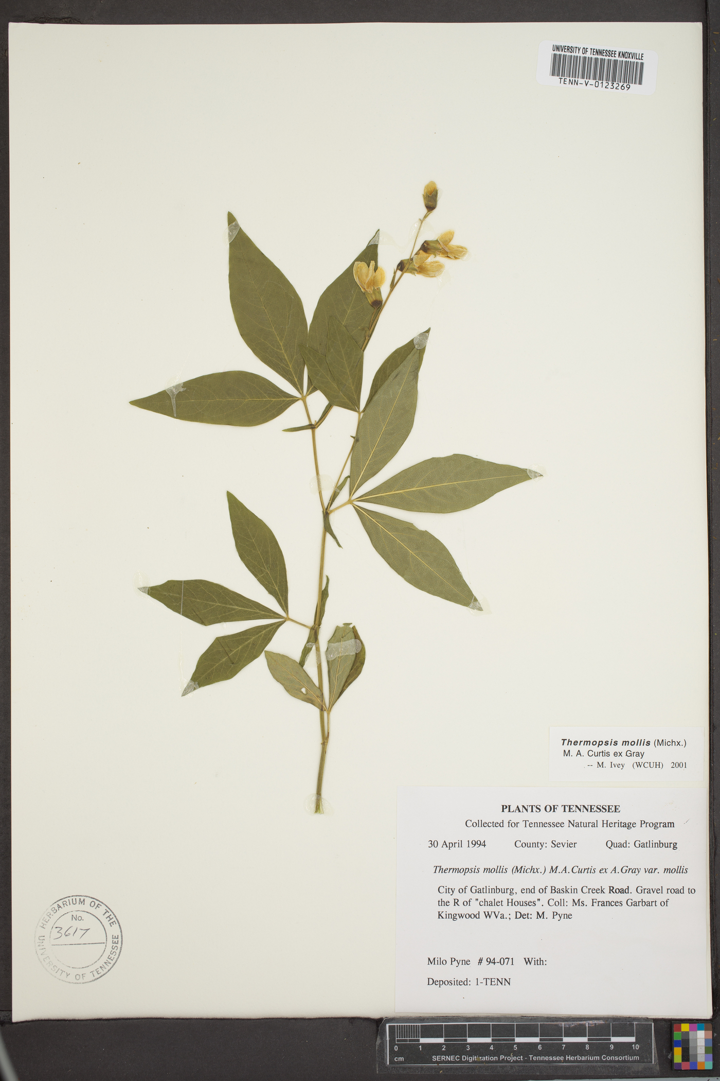 Thermopsis mollis image