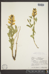 Thermopsis divaricarpa image