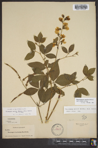 Thermopsis mollis image