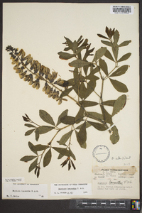 Baptisia alba image