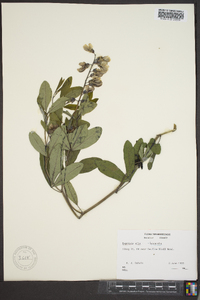 Baptisia alba image