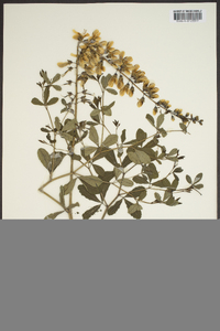 Baptisia alba image
