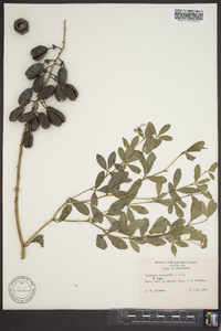 Baptisia alba image