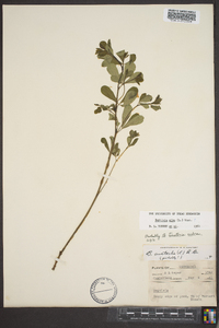 Baptisia alba image