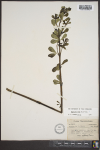 Baptisia alba image