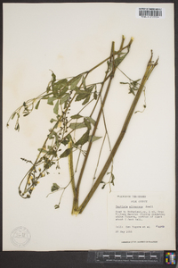 Baptisia albescens image