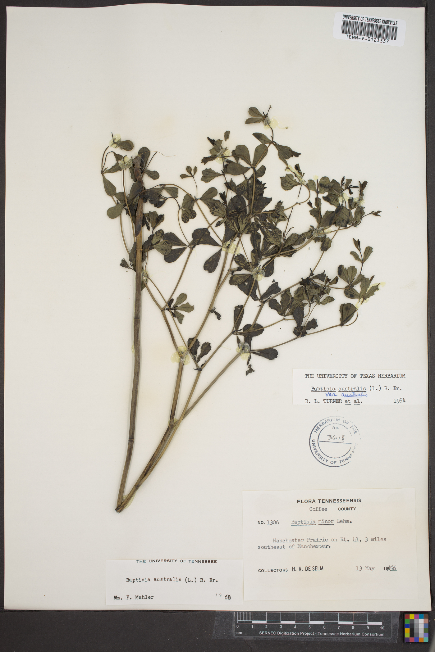 Baptisia aberrans image