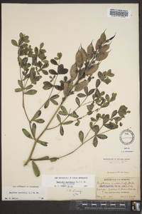 Baptisia australis image