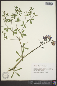 Baptisia australis image