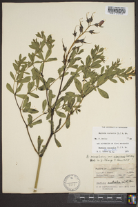 Baptisia australis image