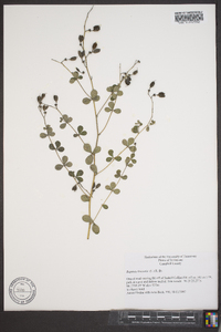 Baptisia tinctoria image