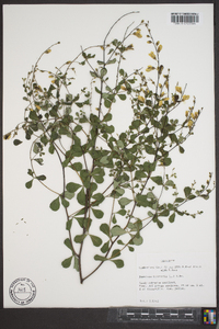 Baptisia tinctoria image