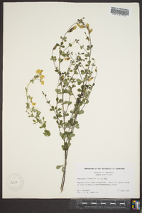 Baptisia tinctoria image