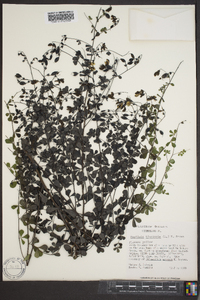 Baptisia tinctoria image