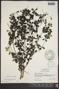 Baptisia tinctoria image