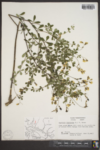 Baptisia tinctoria image