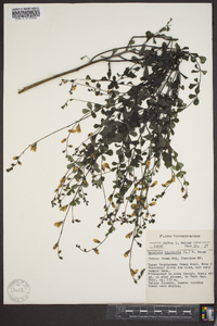 Baptisia tinctoria image
