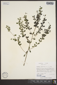 Baptisia tinctoria image