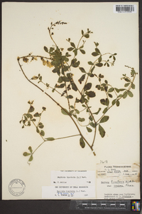 Baptisia tinctoria image