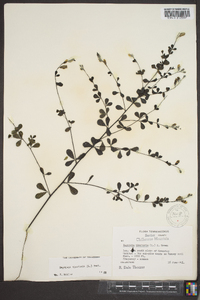 Baptisia tinctoria image