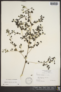 Baptisia tinctoria image