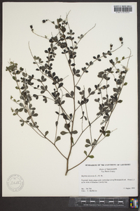 Baptisia tinctoria image