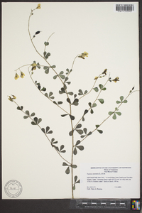 Baptisia tinctoria image