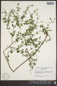 Baptisia tinctoria image