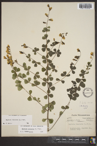 Baptisia tinctoria image