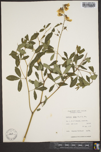 Baptisia alba image