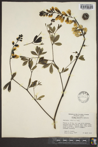 Baptisia alba image