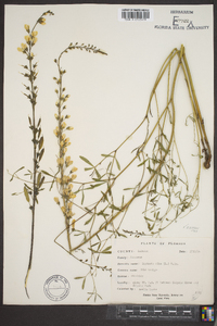 Baptisia alba image