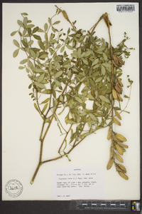Baptisia alba image