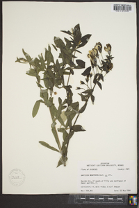 Baptisia bracteata image