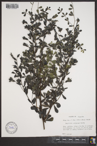 Baptisia bracteata image