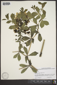 Baptisia bracteata image