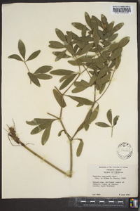 Baptisia lanceolata image