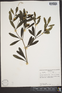 Baptisia lanceolata image