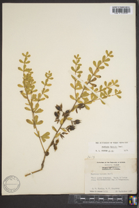 Baptisia hirsuta image