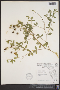 Baptisia lecontei image