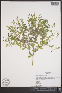 Baptisia lecontei image