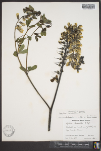 Baptisia alba image