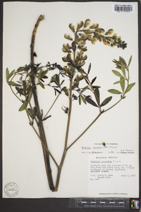 Baptisia alba image